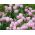 Tulipan Pink Diamond - opak. 5 szt.