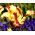 Tulipan Flaming Parrot - opak. 5 szt.