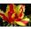 Tulipan Flaming Parrot - opak. 5 szt.