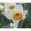 Narcyz Flower Record - 5 cebul
