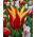 Tulipan Aladdin - 5 cebulek