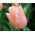 Tulipan Apricot Beauty - 5 cebulek