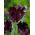 Tulipan Black Parrot - 5 cebulek