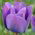 Tulipan Blue Aimable - 5 cebulek