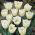 Tulipan Cheers - 5 cebulek