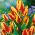 Tulipan Colour Spectacle - 5 cebulek