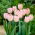 Tulipan Douglas Baader - opak. 5 szt.
