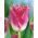 Tulipan Fancy Frills - 5 cebulek