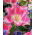 Tulipan Fancy Frills - 5 cebulek