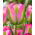 Tulipan Groenland - 5 cebulek