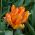 Tulipan Orange Favourite - 5 cebulek