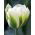 Tulipan Spring Green - 5 cebulek
