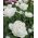 Tulipan Mount Tacoma - 5 cebulek