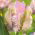 Tulipan Webers Parrot  opak. 5 szt.