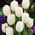 Tulipan White Dream - 5 cebulek