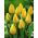Tulipan Yokohama - 5 cebulek