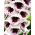 Naparstnica Pam's Choice - 1000 nasion