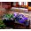 Petunia wielkokwiatowa niebieska - 80 nasion