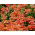 Nemezja powabna Orange Prince - 1000 nasion