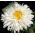 Złocień o kwiatach półpełnych Crazy Daisy - 160 nasion