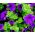 Petunia wielkokwiatowa niebieska - 80 nasion