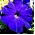 Petunia wielkokwiatowa niebieska - 80 nasion