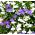 Lobelia biała - 3200 nasion