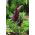 Dracunculus vulgaris - Smocza lilia - 1 cebula