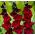 Gladiolus - Mieczyk Black Surprise - 5 cebulek