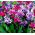 Babiana Kew Hybrids - mix kolorów - 10 cebulek