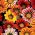 Gazania wielkokwiatowa - 125 nasion