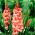 Gladiolus - Mieczyk Spic and Span - 5 cebulek