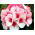 Pelargonia bluszczolistna - 5 nasion