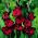 Gladiolus - Mieczyk Black Surprise - 5 cebulek