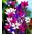 Babiana Kew Hybrids - mix kolorów - 10 cebulek