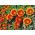 Gazania błyszcząca - 250 nasion