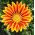 Gazania wielkokwiatowa - 125 nasion