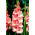 Gladiolus - Mieczyk Spic and Span - 5 cebulek