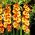 Gladiolus - Mieczyk Princess Margaret Rose - 5 cebulek