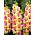 Gladiolus - Mieczyk Mon Amour - 5 cebulek