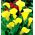 Calla Cream - 1 cebulka