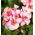 Pelargonia bluszczolistna - 5 nasion