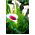 Zantedeschia, Calla - Kalla, Kalia fioletowo-biała - Picasso - 1 cebula