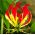 Gloriosa - Glorioza - 1 cebulka