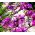 Babiana Kew Hybrids - mix kolorów - 10 cebulek