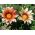 Gazania błyszcząca - 250 nasion