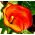 Zantedeschia, Calla - Kalla, Kalia pomarańczowa - 1 cebula