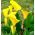 Calla Cream - 1 cebulka