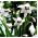 Acidanthera Murielae, Bicolor - Mieczyk abisyński - 20 cebulek