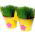 Trawa dekoracyjna - Funny Grass w - zielone